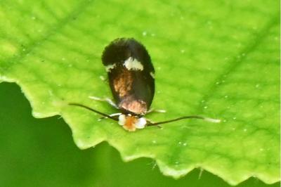 Bohemannia quadrimaculella