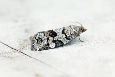 Dichelia histrionana