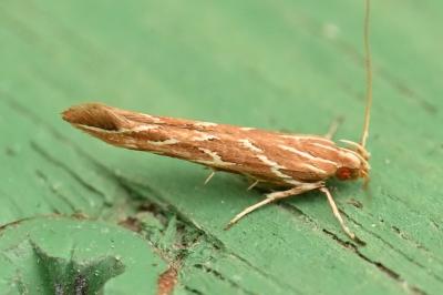 Pyroderces argyrogrammos
