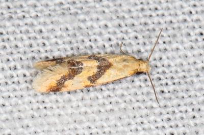 Aethes celsei