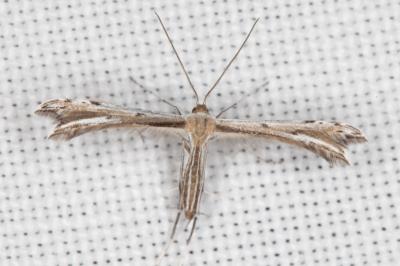 Gypsochares bigoti