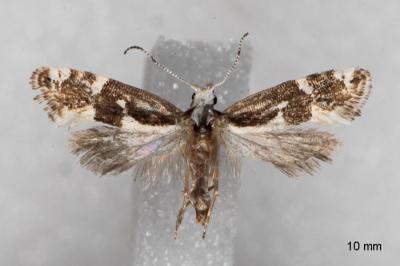 Eidophasia syenitella