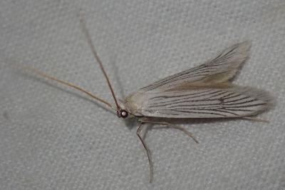 Pterolonche albescens