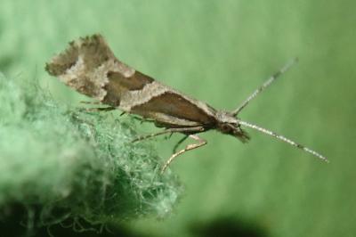 Eidophasia insulella