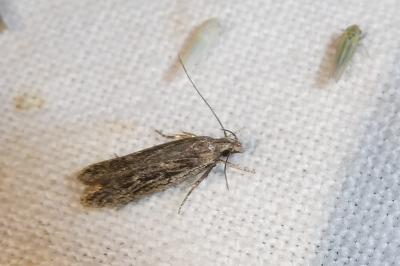 Gelechia senticetella