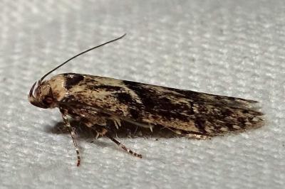 Blastobasis adustella