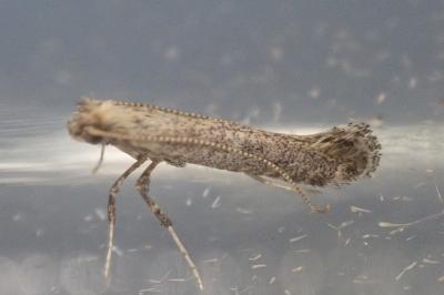 Parornix fagivora