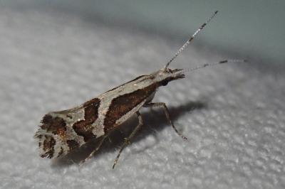 Eidophasia insulella