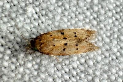 Pseudotelphusa paripunctella