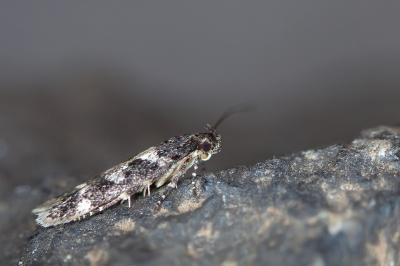 Caryocolum vicinellum