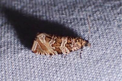 Celypha rivulana