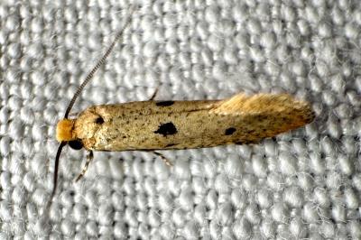 <i>Tinea trinotella</i>