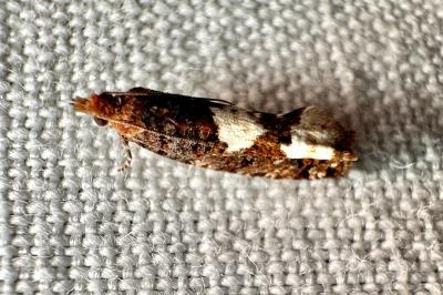 <i>Epinotia trigonella</i>