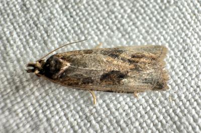 <i>Endothenia quadrimaculana</i>