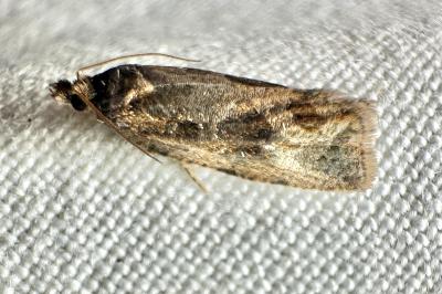 <i>Endothenia quadrimaculana</i>