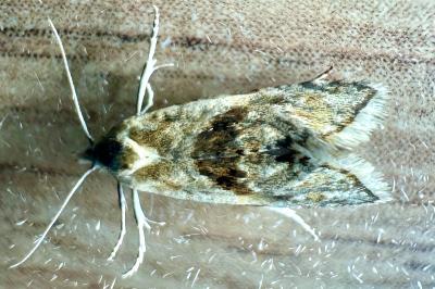 <i>Cochylimorpha straminea</i>