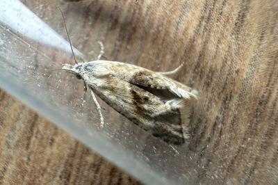 <i>Cochylimorpha straminea</i>