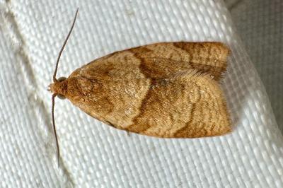<i>Clepsis rurinana</i>