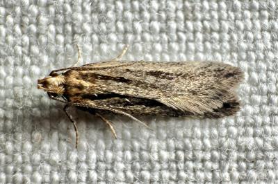 <i>Mirificarma mulinella</i>