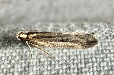 <i>Mirificarma mulinella</i>