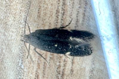 <i>Aproaerema anthyllidella</i>