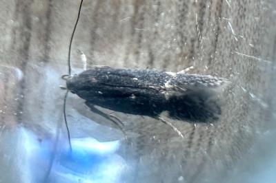<i>Aproaerema anthyllidella</i>