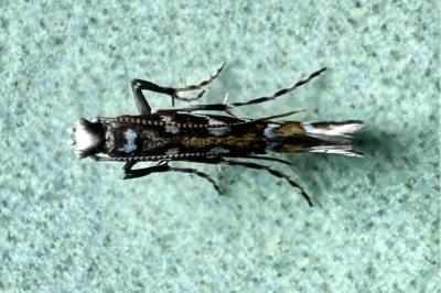 <i>Parectopa ononidis</i>