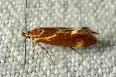 <i>Metalampra italica</i>
