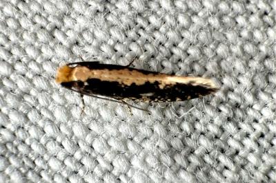 <i>Monopis obviella</i>