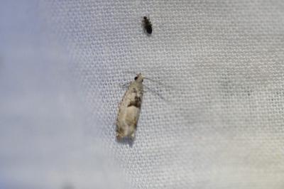 Epinotia ramella