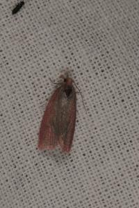 Celypha rosaceana