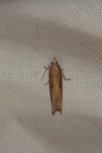 Eucosma obumbratana