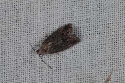Cydia fagiglandana/splendana