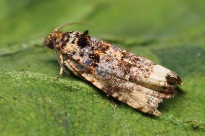 Endothenia marginana