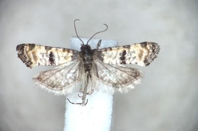 Phtheochroa cymatodana