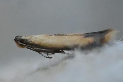 <i>Coptotriche marginea</i>