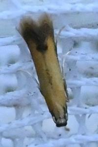 <i>Coptotriche marginea</i>