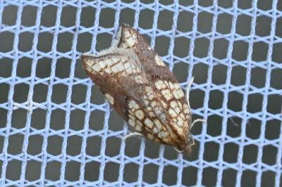 <i>Acleris rhombana</i>