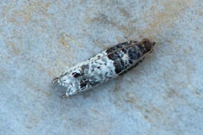 <i>Notocelia incarnatana</i>