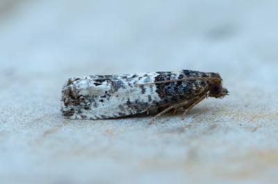 <i>Notocelia incarnatana</i>