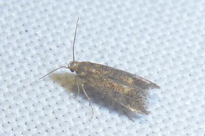 <i>Apodia bifractella</i>