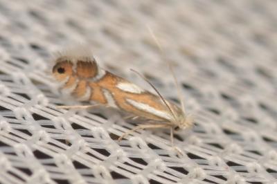 <i>Phyllonorycter</i>