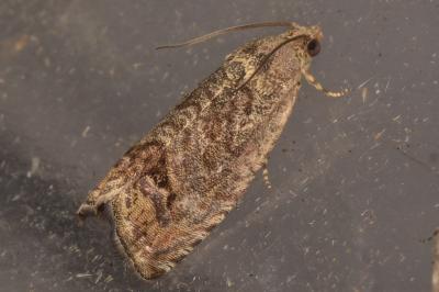 <i>Cydia splendana</i>