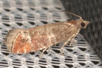 <i>Clavigesta sylvestrana</i>