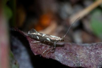 <i>Calybites phasianipennella</i>