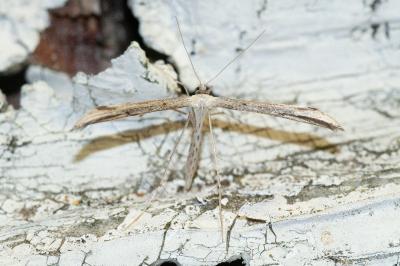 <i>Emmelina monodactyla</i>