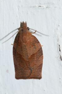 <i>Pandemis heparana</i>