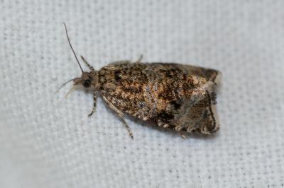 <i>Celypha lacunana</i>