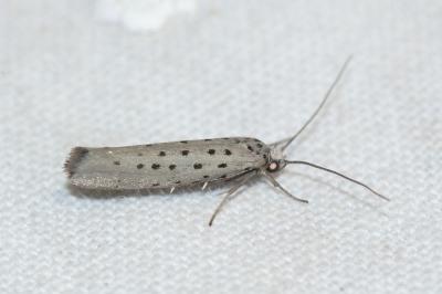 <i>Yponomeuta sedella</i>
