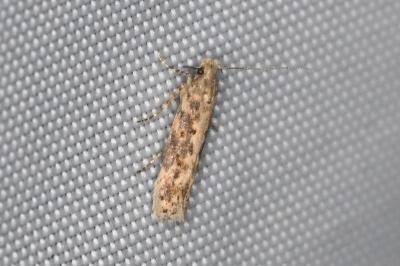 <i>Scrobipalpa ocellatella</i>